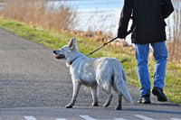 QUELLE PROMENADE POUR VOTRE CHIEN ?