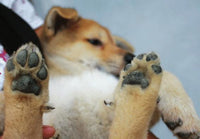 Pourquoi il est essentiel de chausser votre chien pendant les périodes de chaleur intense