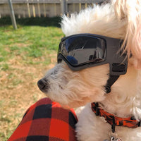 Lunette de protection pour petit chien | Protection Solaire & Moderne