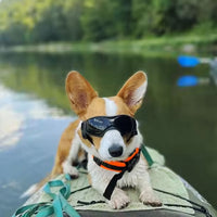 Lunette de protection pour petit chien | Protection Solaire & Moderne
