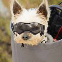 Lunette de protection pour petit chien | Protection Solaire & Moderne