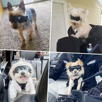 Lunette de protection pour petit chien | Protection Solaire & Moderne