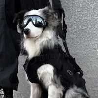 Lunette chien Protection | ToutouSun™