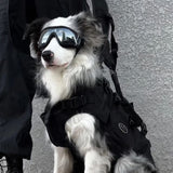 Lunette chien Protection | ToutouSun™