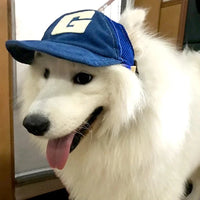 Casquette pour Chien Sportif 🐶 bleu