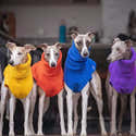 Sweat à Capuche Humour Whippet | Design Fun Pour Fans De Lévriers | Coupe Classique, Confortable - 2