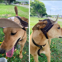 Casquette pour Chien Sportif 🐶