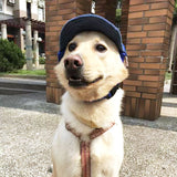 Casquette pour Chien Sportif 🐶