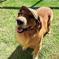 Casquette pour Chien Sportif 🐶