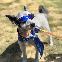 lunettes pour petit chien | PetSun™ - toutou heureux