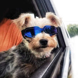 lunettes pour petit chien | PetSun™ - toutou heureux