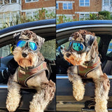 lunettes pour chien moto | PetSun™ - toutou heureux